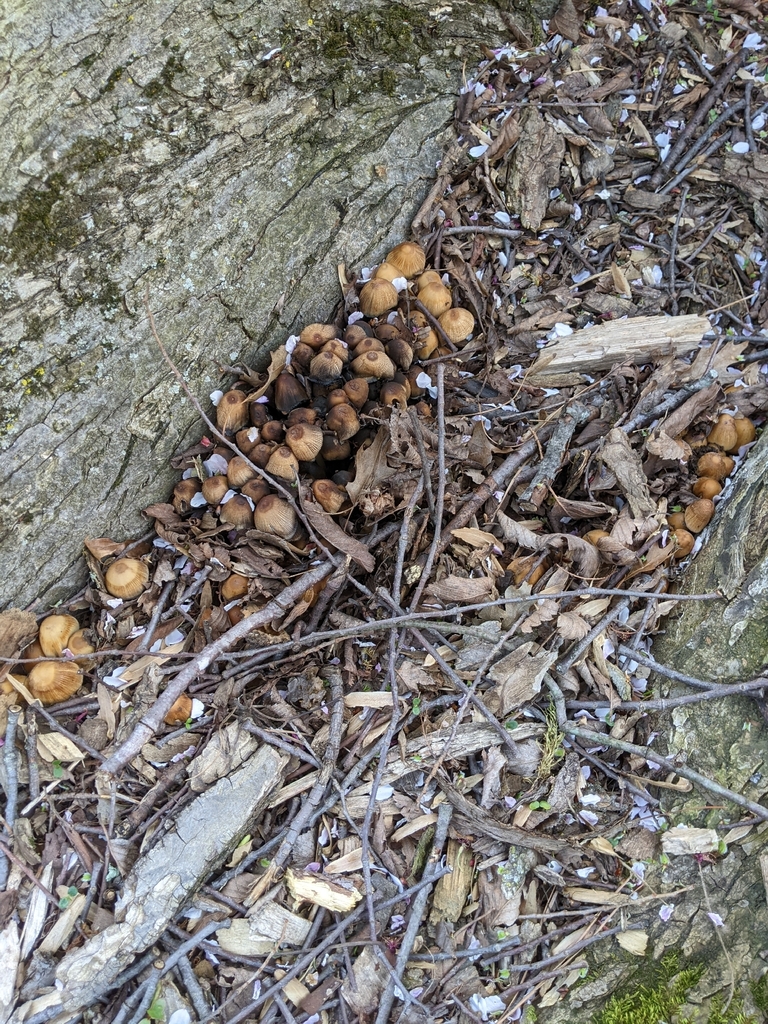 Coprinellus micaceus · April 2026 · photo: © aftertheteacups (iNaturalist, cc-by)