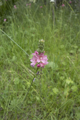 Sidalcea oregana spicata
