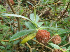 Edgeworthia gardneri