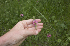 Sidalcea oregana spicata
