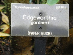 Edgeworthia gardneri