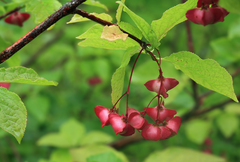 Euonymus miniata