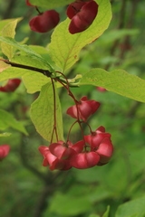 Euonymus miniata
