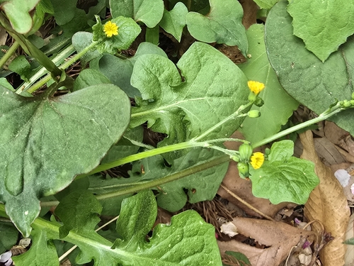 Shady nipplewort (Lapsanastrum humile)