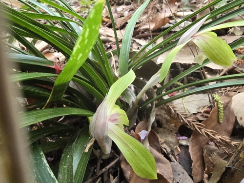 Cymbidium goeringii, photograph 5