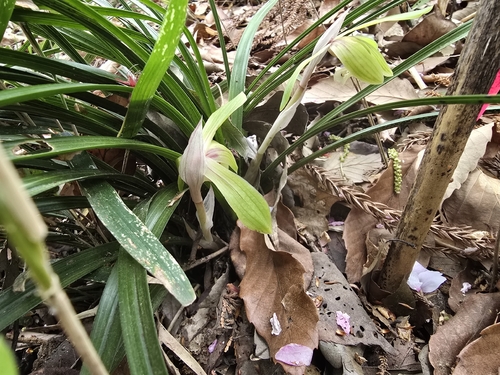 Cymbidium goeringii, photograph 6