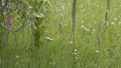 Sidalcea oregana spicata