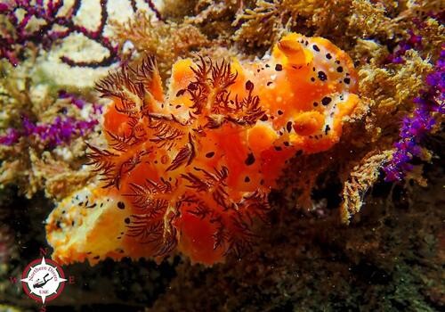 Plocamopherus margaretae