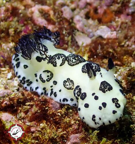 Mourning Dorid