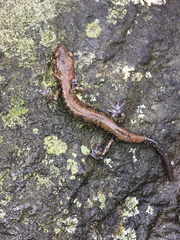 Plethodon petraeus