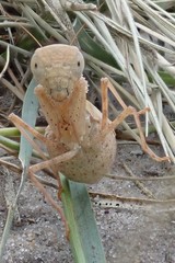 Ligariella