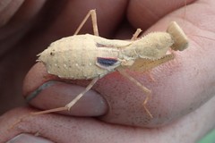 Ligariella