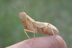 Ligariella