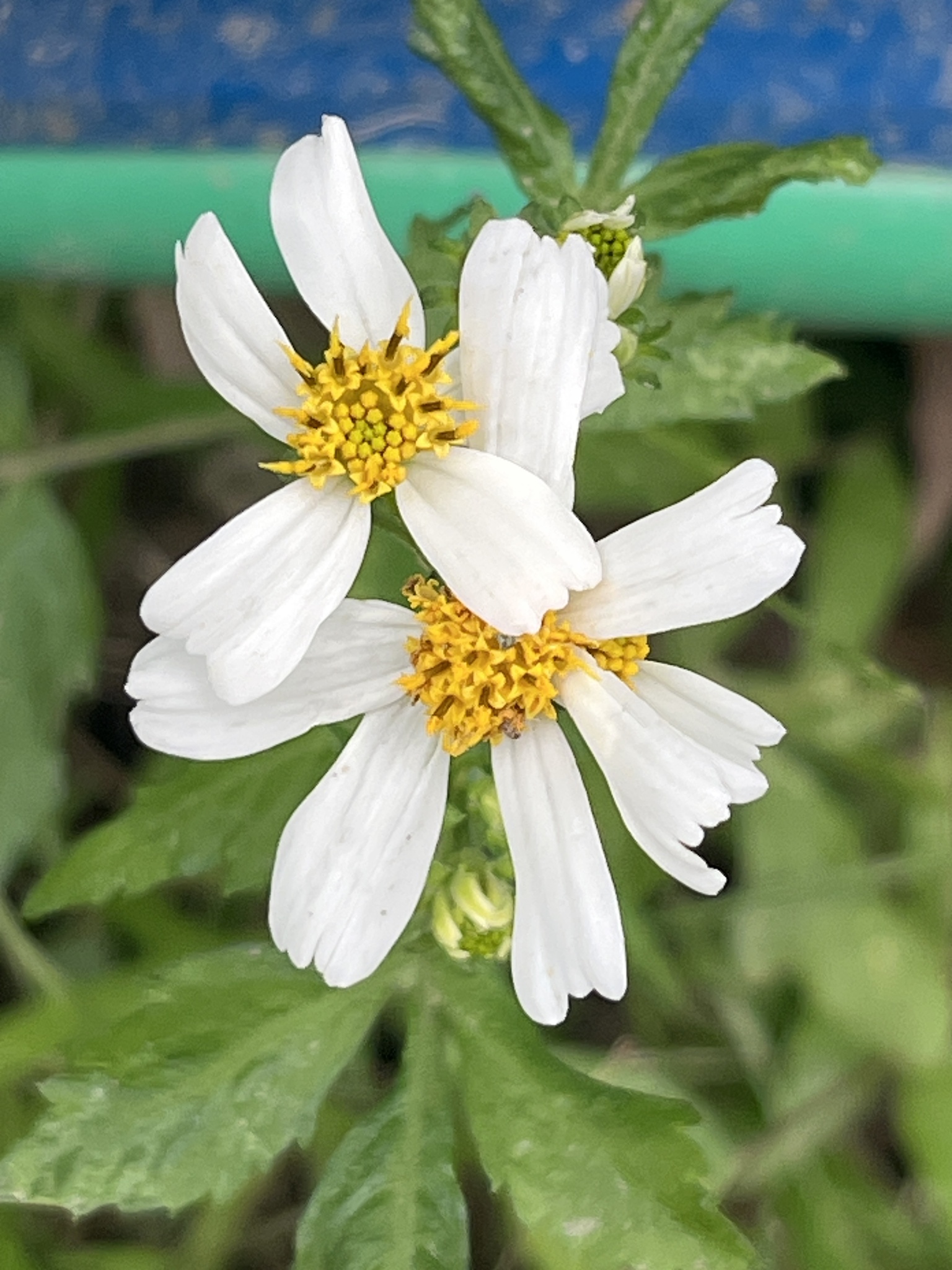 Romerillo (Bidens alba)