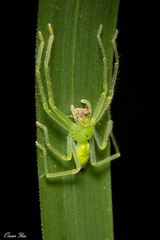 Gnathopalystes aureolus