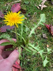 Taraxacum polyodon