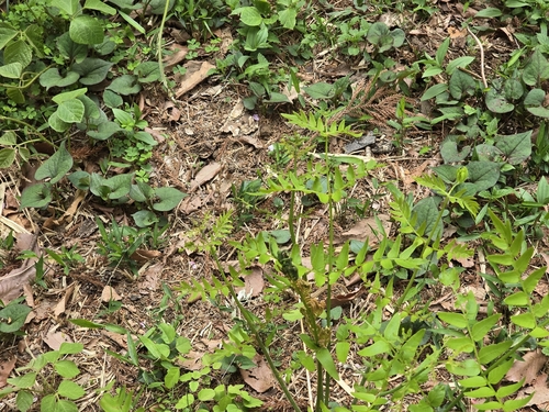 Japanese royal fern (Osmunda japonica)