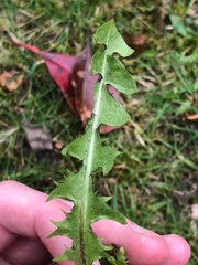 Taraxacum polyodon