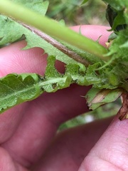 Taraxacum polyodon