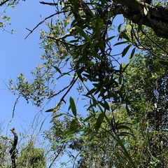 Anodendron affine
