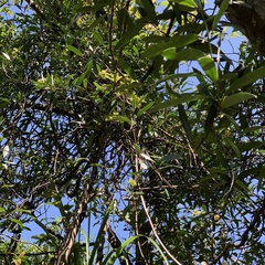 Anodendron affine