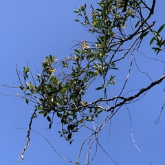 Anodendron affine