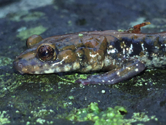 Plethodon petraeus