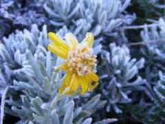 Senecio argyreus