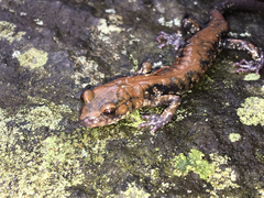 Plethodon petraeus