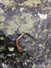 Plethodon petraeus