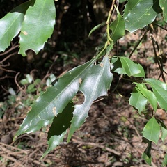 Helicia cochinchinensis