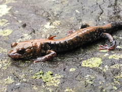 Plethodon petraeus