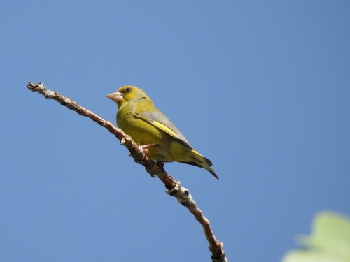 Avistamiento Chloris chloris