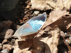 Kallima horsfieldii