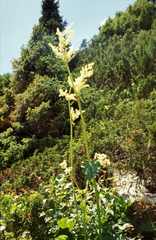 Rheum wittrockii