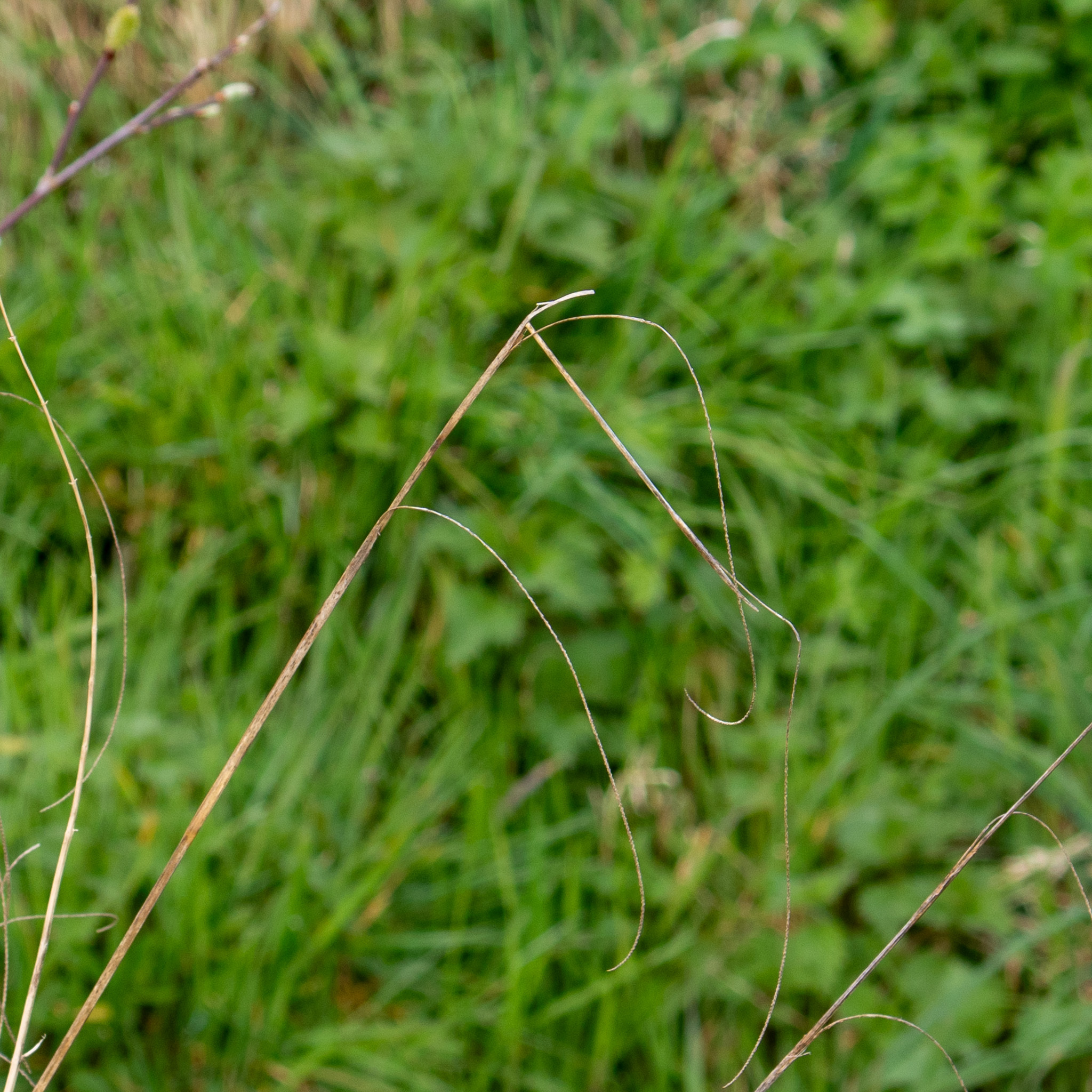 Hanging Sedge (Carex pendula)