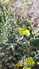 Cistus calycinus
