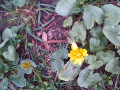 Ficaria verna