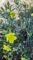 Cistus calycinus