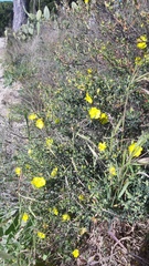 Cistus calycinus