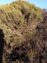 Melaleuca halmaturorum