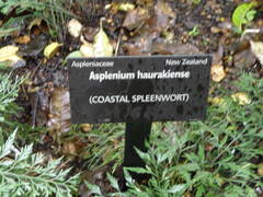 Asplenium haurakiense