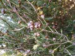 Melaleuca halmaturorum