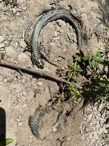 Boomslang