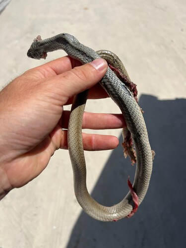Olive Whip Snake