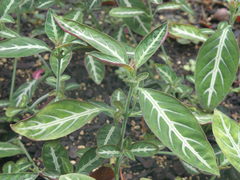 Ruellia makoyana