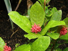 Ixora javanica
