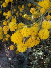 Acacia saligna