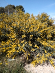Acacia saligna