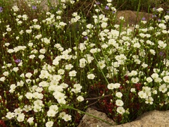 Mononeuria uniflora